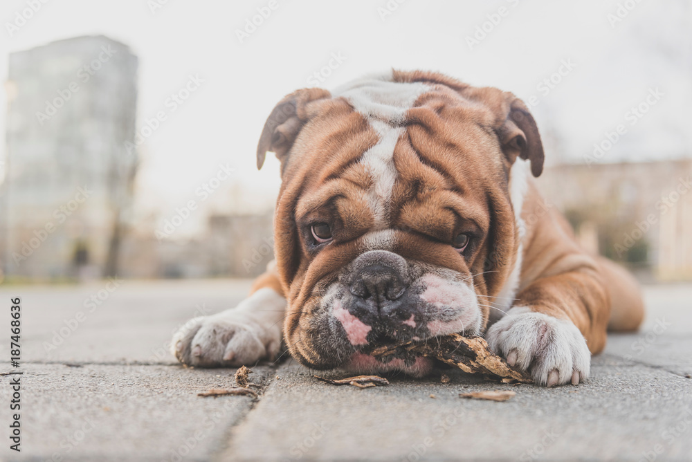 Close up portrait of English bulldog biting the stick,selective focus