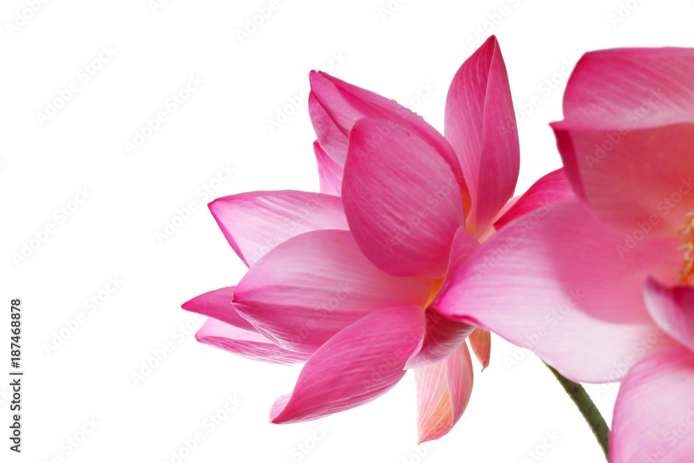 blooming lotus flower isolated on white background.