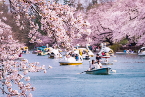 井の頭恩賜公園の桜とボート池の風景 / Scenery of cherry blossoms and boat pond in Inokashira Park. Mitaka, Tokyo, Japan.