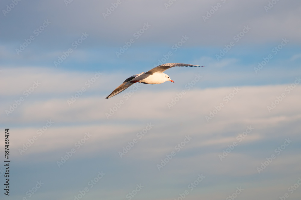 Seagull flies in sky Seagull flies in sky