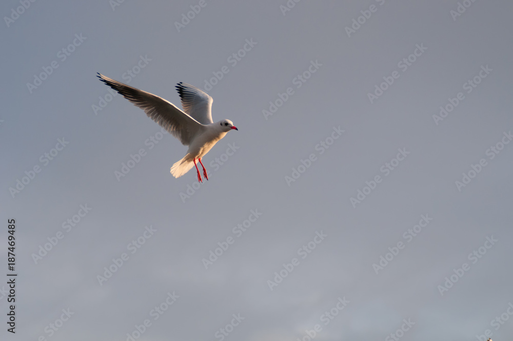 Flying seagull in the sky Flying seagull in the sky