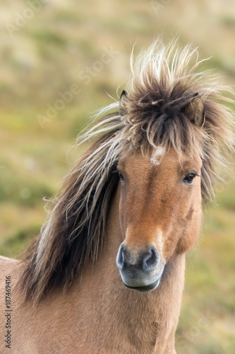 Icelandic horse at the base of Kirkjufell mountain, Iceland © Luis