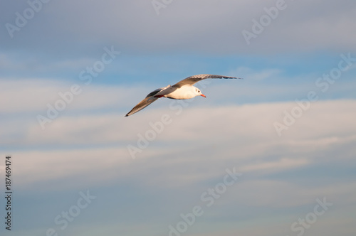 Seagull flies in sky