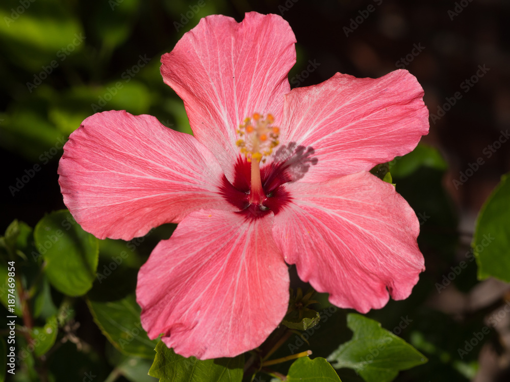 Pink Hibiscus Pink Hibiscus