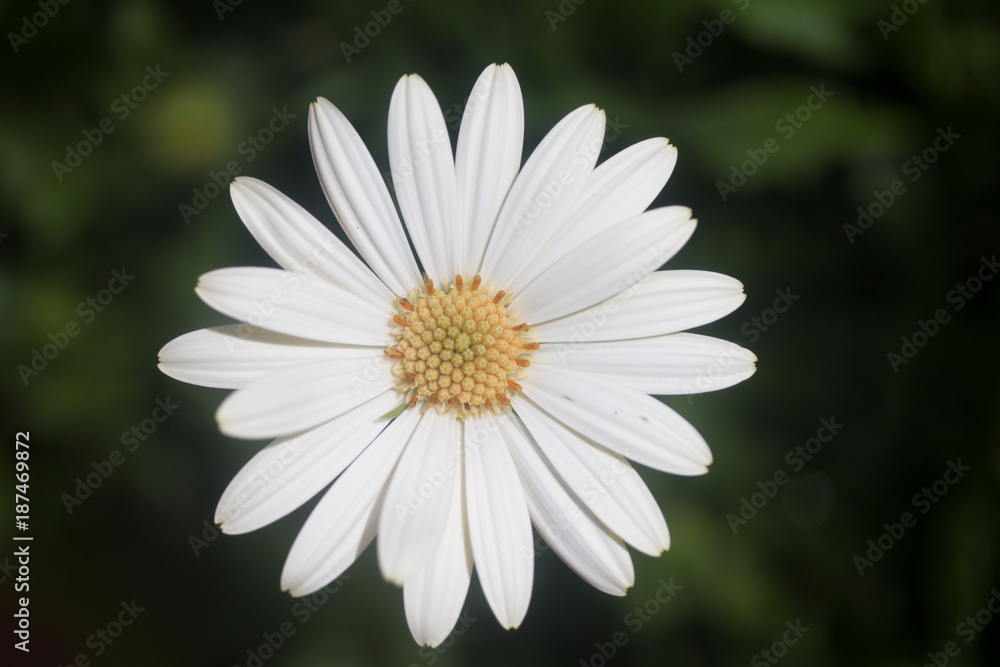 White Petal Flower With Yellow Middle White Petal Flower With Yellow Middle