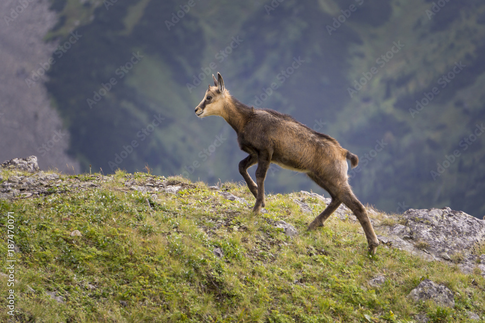 Young mountain chamois in the wild. Tatry. Poland. Young mountain chamois in the wild. Tatry. Poland.