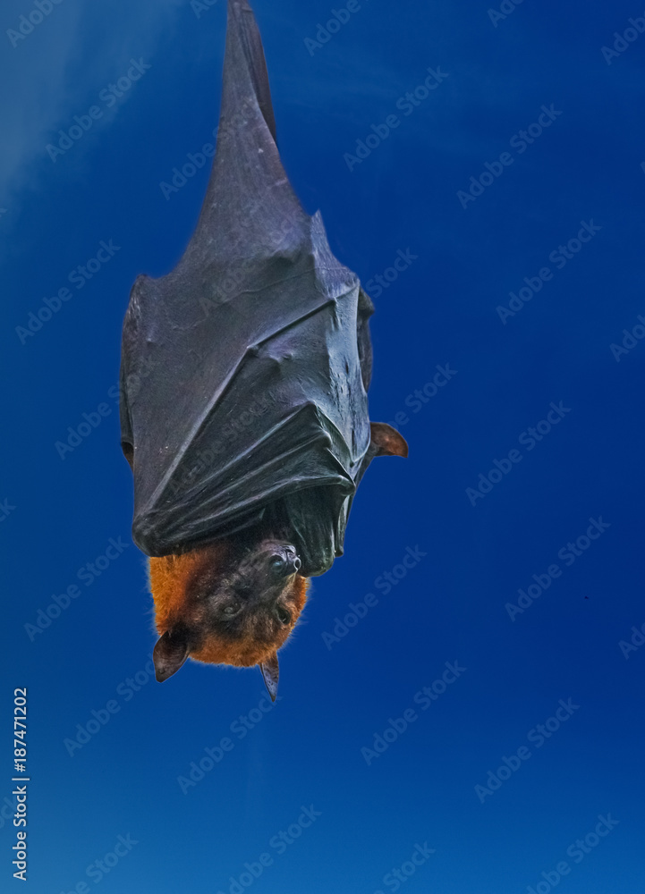 Large flyring fox (aka, fox bat, greater flying fox, Malayan flying fox
