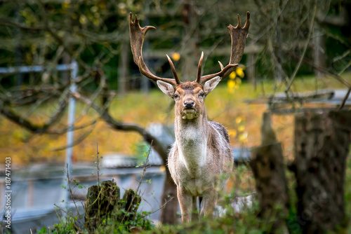 Hirsch Dam Wild in Natur mit Geweih Gehoern photo