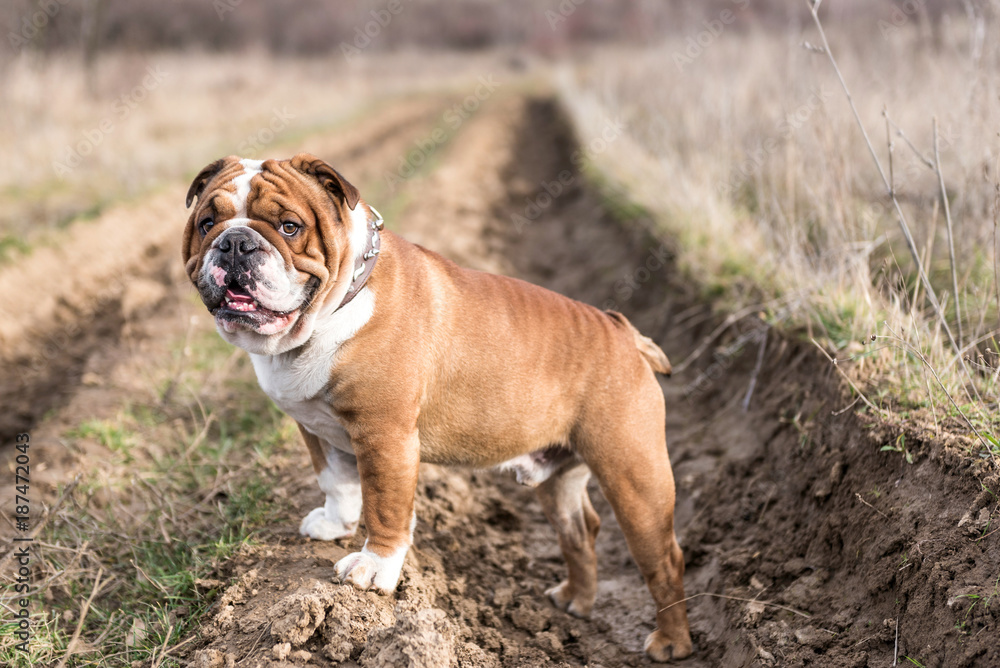 English bulldog posing on the field English bulldog posing on the field