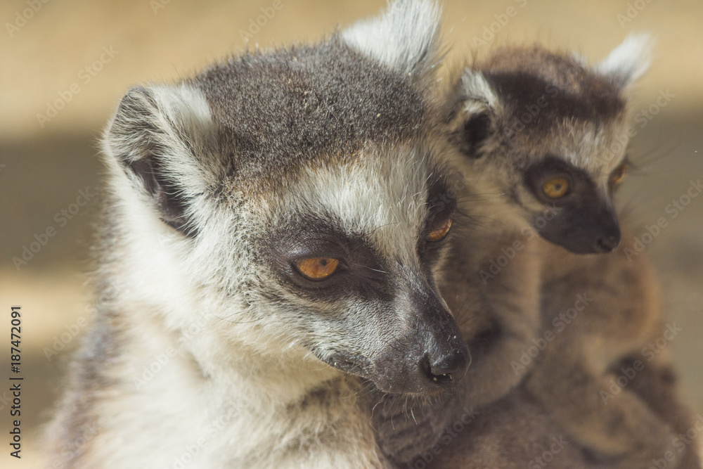 Fototapeta premium Ring-tailed lemur baby and mother
