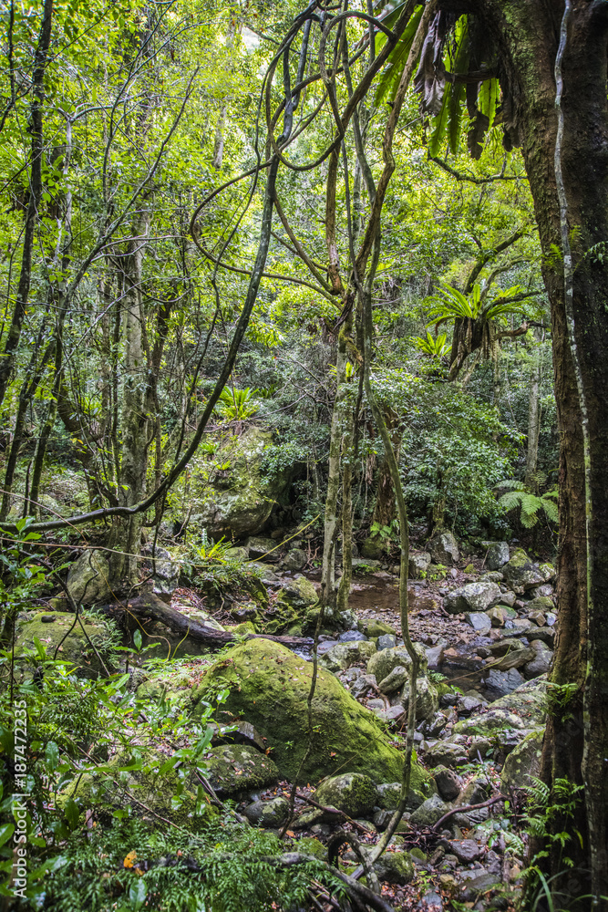 Minnamura Rain Forest, NSW, Australia