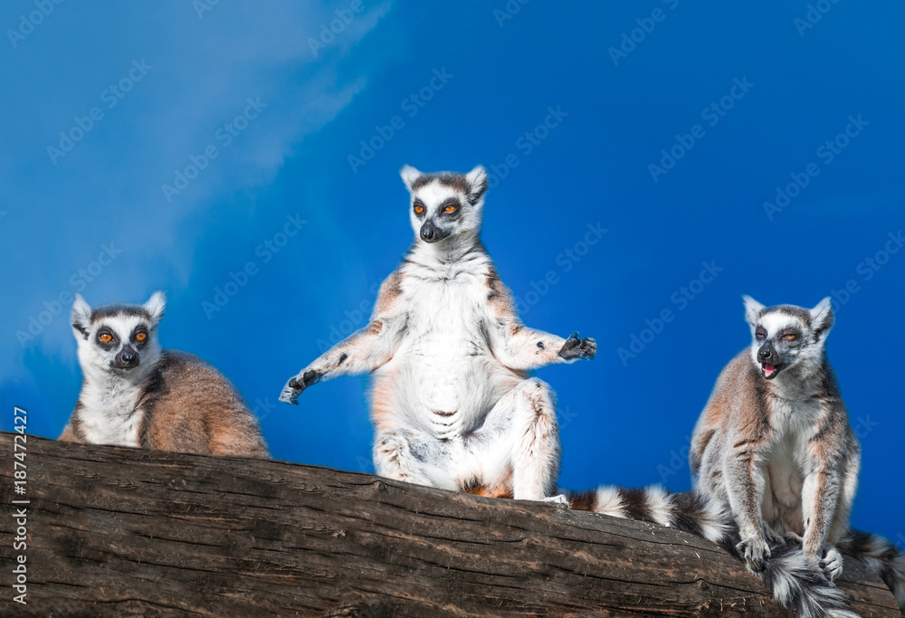 Ring-tailed lemurs sunbathing