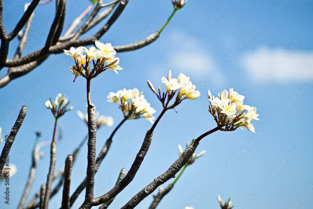 Leelawadee flowers are white full with no leaves. Leelawadee flowers are white full with no leaves.