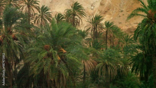 rain in oasis of date palms Sahara Tamaqzah Tunisia border with Algeria Atlas mountains photo