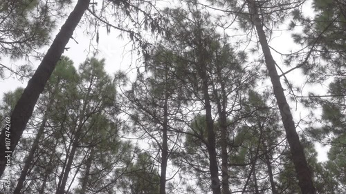 Wind in Pine Tree Forest - Rocking trunks photo