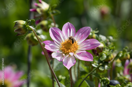 Rosa Bl  te mit Biene