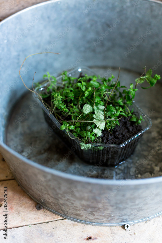 growing, greening, gardening concept. close up of green lovely plant with small leaves that placed in big aluminum basin with water on the bottom for fedding growing, greening, gardening concept. close up of green lovely plant with small leaves that placed in big aluminum basin with water on the bottom for fedding