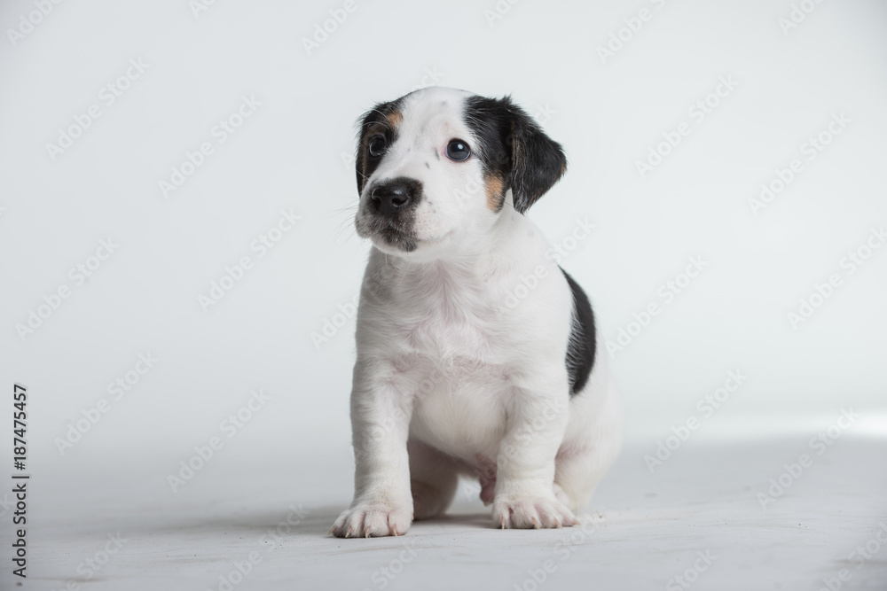 Jack Russell terrier puppy isolated on a white background