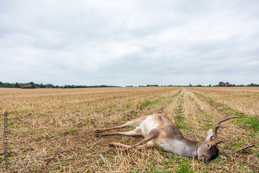 Fototapeta premium Fallow Deer Stag Laying Dead in a Field