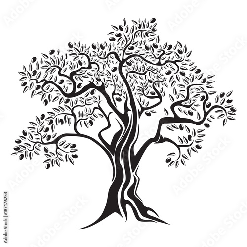 Olive tree with olives
