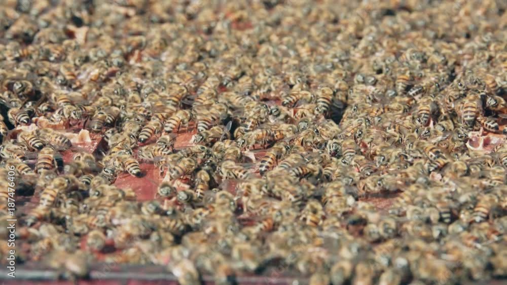 Pan shot of bees swarming and crawling on top of hive close shot Pan shot of bees swarming and crawling on top of hive close shot