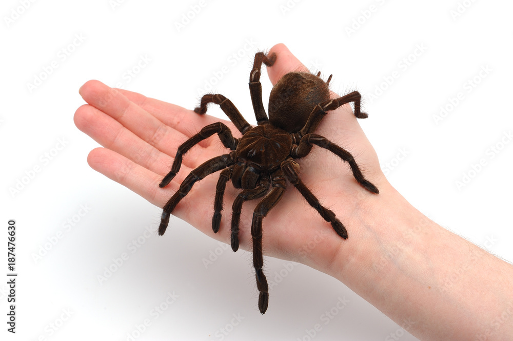 Black Goliath Birdeating Spider Sitting on Male Hand. Isolated Halloween Concept. - obrazy, fototapety, plakaty 