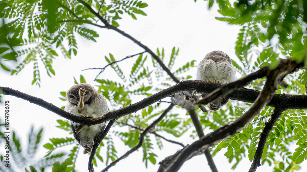 Fototapeta premium Spotted owl