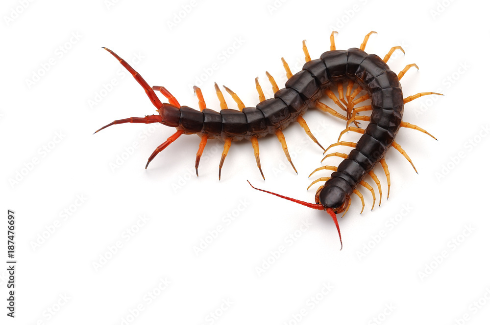 Giant centipede isolated on white background Giant centipede isolated on white background