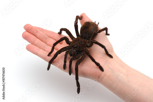 Black Goliath Birdeating Spider Sitting on Male Hand. Isolated Halloween Concept.