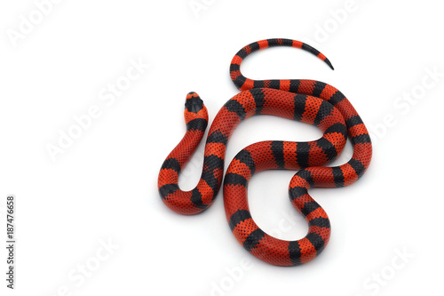 Red-black Milk snake isolated on white background