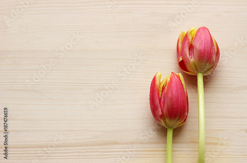 Fototapeta Naklejka Na Ścianę i Meble -  tulips on a bright wooden background
