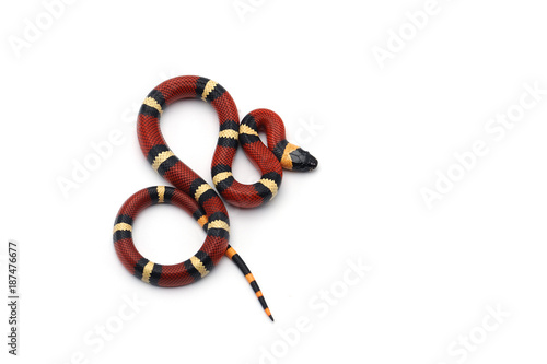 Red-black Milk snake isolated on white background