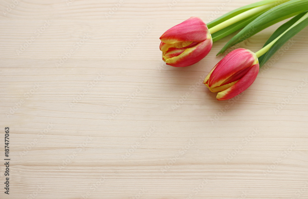 Fototapeta premium wood background with tulips