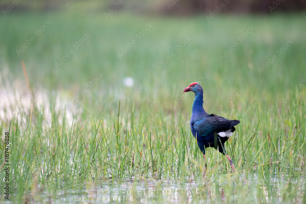 Purple Swamphen in wetlands Thale Noi, one of the country's largest wetlands covering Phatthalung, Nakhon Si Thammarat and Songkhla, South of THAILAND.