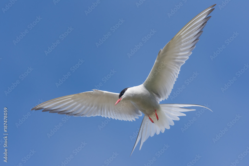 Arctic tern on a beach in the West fjords, Iceland Arctic tern on a beach in the West fjords, Iceland
