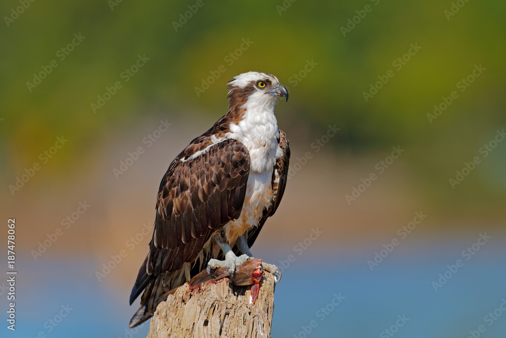 Osprey with fish. Bird catch the fish. Bird of prey Osprey, Pandion haliaetus, feeding catch fish, Peru. Wildlife scene from nature. Eagle with dead fish. Bird with food. Wildlife scene from nature. Osprey with fish. Bird catch the fish. Bird of prey Osprey, Pandion haliaetus, feeding catch fish, Peru. Wildlife scene from nature. Eagle with dead fish. Bird with food. Wildlife scene from nature.