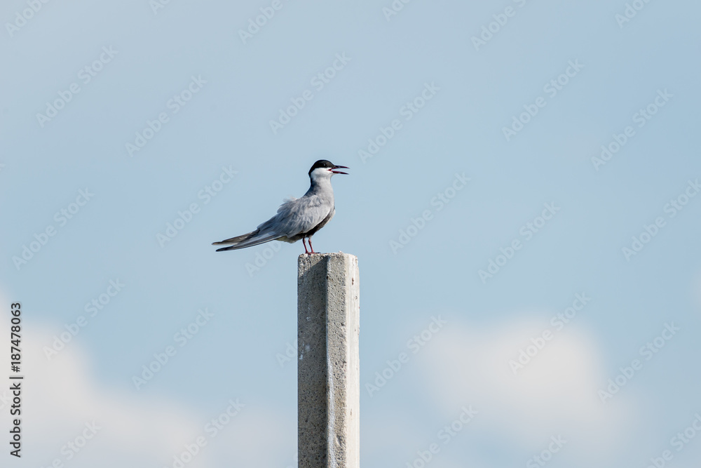 Little tern in wetlands Thale Noi, one of the country's largest wetlands covering Phatthalung, Nakhon Si Thammarat and Songkhla ,South of THAILAND. Little tern in wetlands Thale Noi, one of the country's largest wetlands covering Phatthalung, Nakhon Si Thammarat and Songkhla ,South of THAILAND.