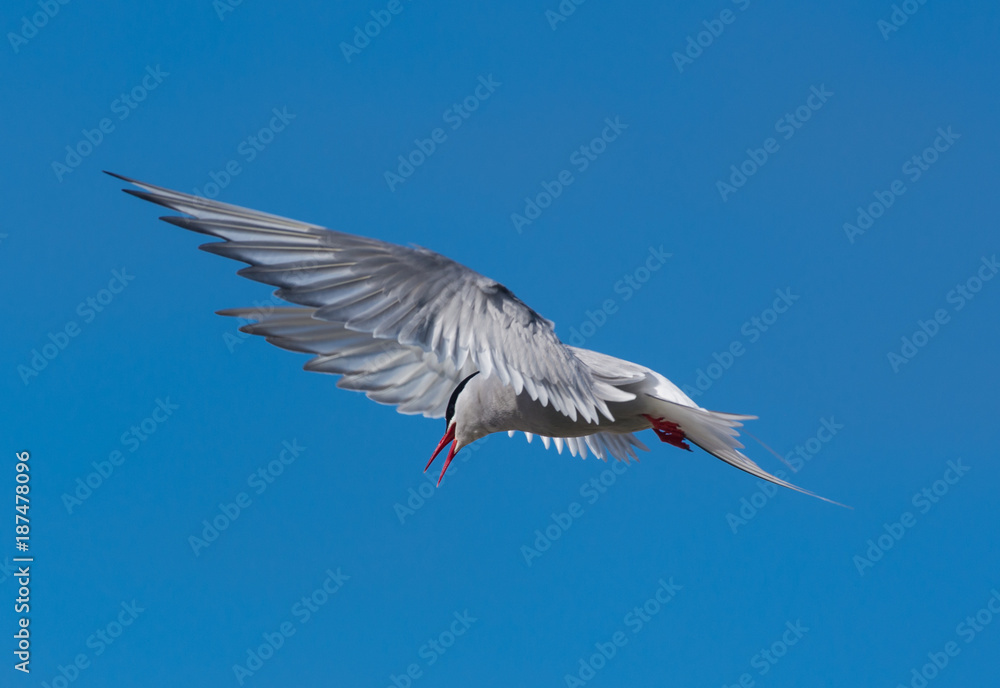 Obraz premium Arctic tern on a beach in the West fjords, Iceland