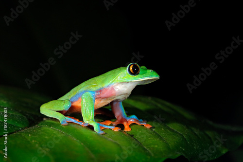 Agalychnis annae, Golden-eyed Tree Frog, green and blue frog on leave, Costa Rica. Wildlife scene from tropic jungle. Forest amphibian in nature habitat. Frog sitting on the green leave, night America © ondrejprosicky
