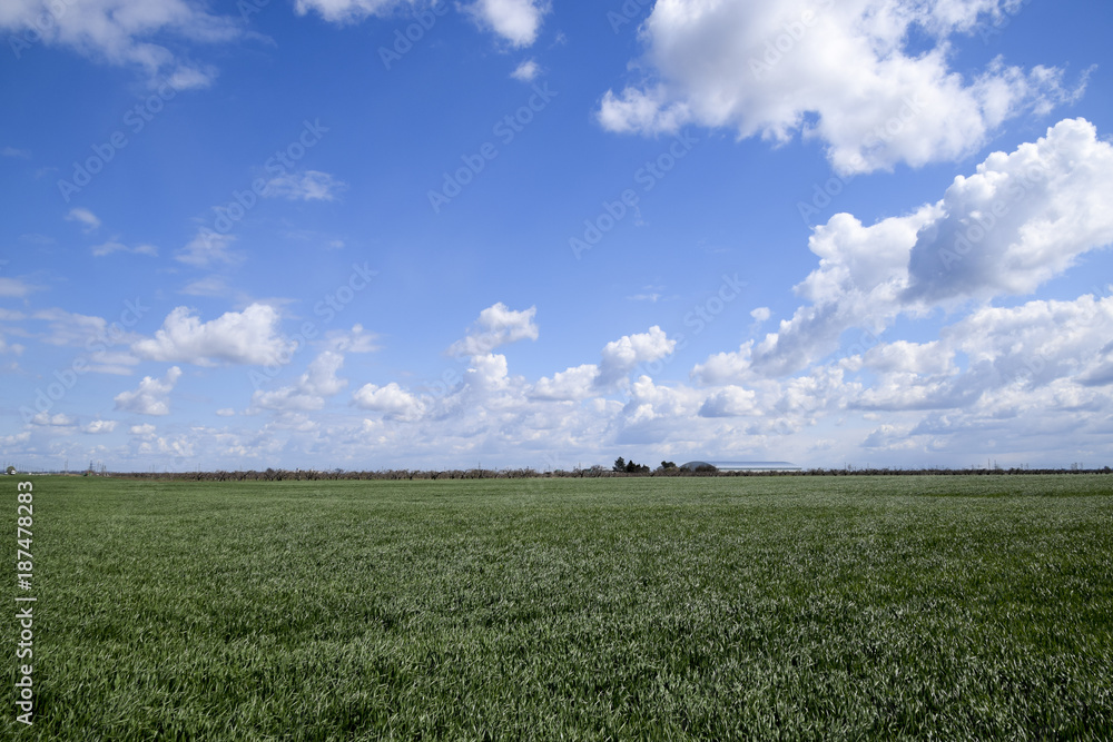 Green field of young wheat and sky with clouds. In the distance can be seen hangar Green field of young wheat and sky with clouds. In the distance can be seen hangar