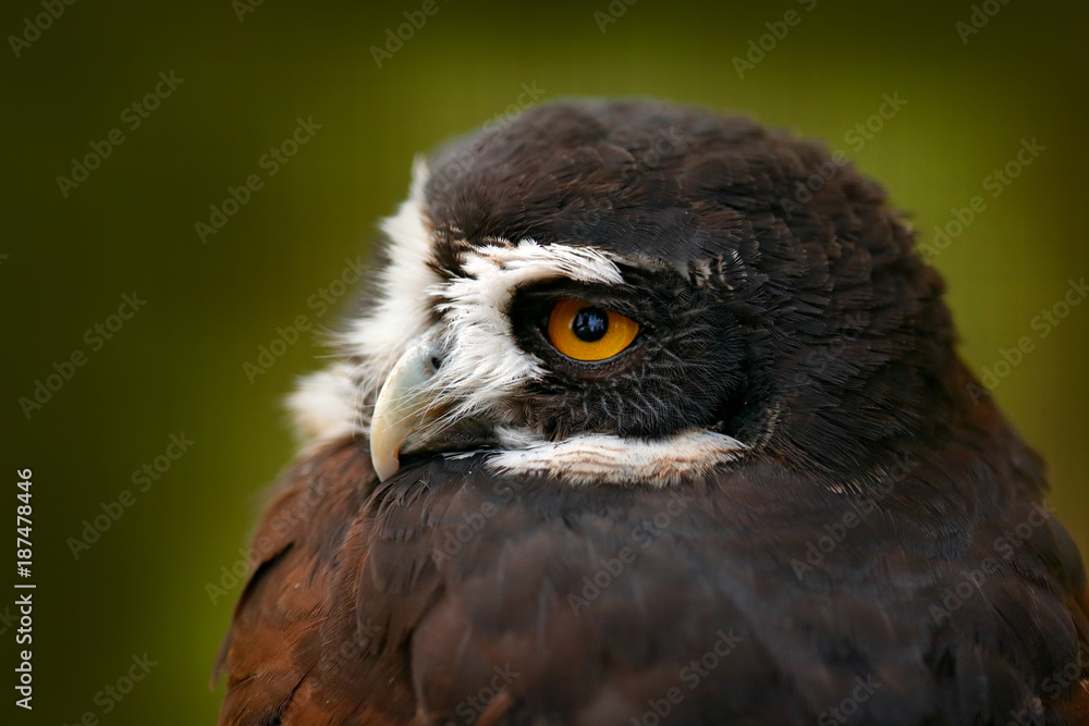 Obraz premium Spectacled Owl, Pulsatrix perspicillata, big owl in the nature habitat, detail close-up portrait, forest in the background, Costa Rica. Bird, green jungle. Owl hidden in tropic forest. Yellow eye.