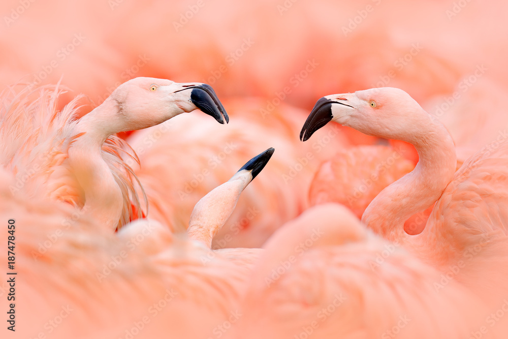 Obraz premium Walka Flaningo. Amerykański flaming, Phoenicopterus rubernice, różowy duży ptak, taniec w wodzie, zwierzę w naturalnym środowisku, Kuba, Karaiby. Scena przyrody z natury. Stado ptaków.
