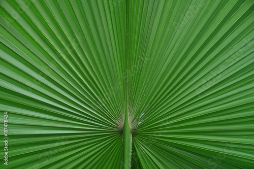 Bai Lan is a plant in Thailand.
