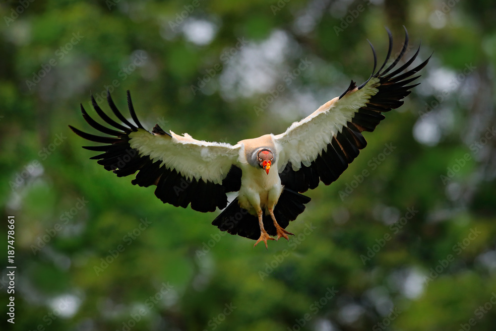 Fototapeta premium King vulture, Sarcoramphus papa, large bird found in Central and South America. King vulture in fly. Flying bird, forest in the background. Wildlife scene from tropic nature. Red head bird.