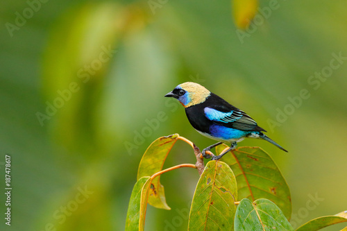 Golden-hooded Tanager, Tangara larvata, exotic tropic blue bird with gold head from Costa Rica. Green moss stick in forest with bird. Wildlife scene from nature. Tanager sitting on green branch.