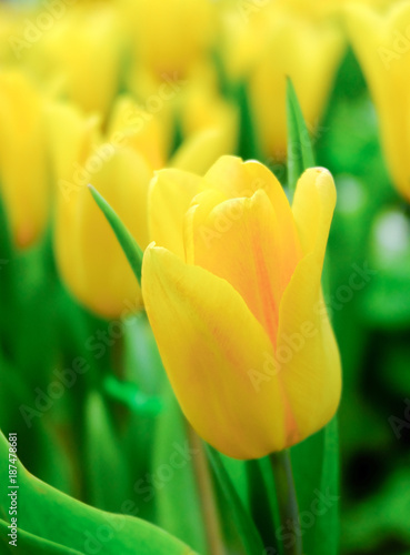 Yellow Tulips in the garden