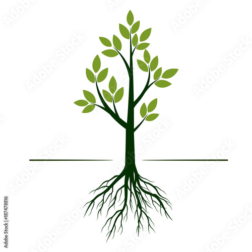 Green Tree with Leaves and Roots. Vector Illustration.