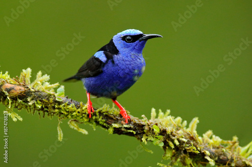 Red-legged Honeycreeper, Cyanerpes cyaneus, exotic tropic blue bird with red leg from Costa Rica. Tinny songbird in the nature habitat. Colour bird in the forest. Tanager birdwatching in South America © ondrejprosicky