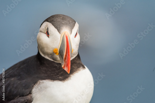 Puffins on the Latrabjarg cliffs, West Fjords, Iceland © Luis