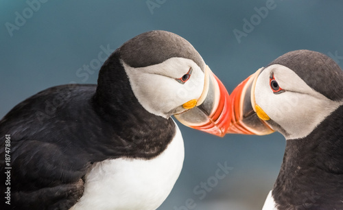 Puffins on the Latrabjarg cliffs, West Fjords, Iceland photo